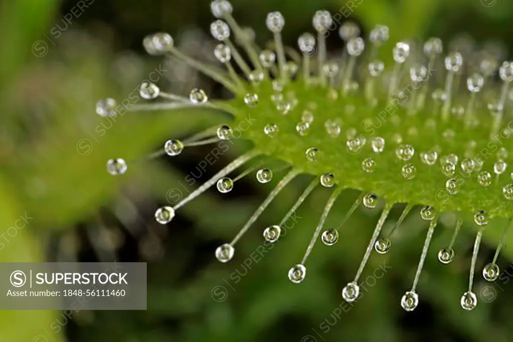 Extreme close up of a flower stalk