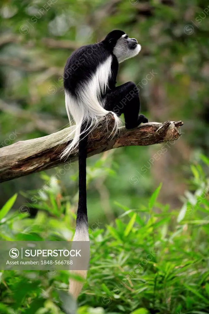 Angola colobus or Angolan black-and-white colobus (Colobus angolensis), adult sitting on tree, captive, Singapore, Southeast Asia, Asia
