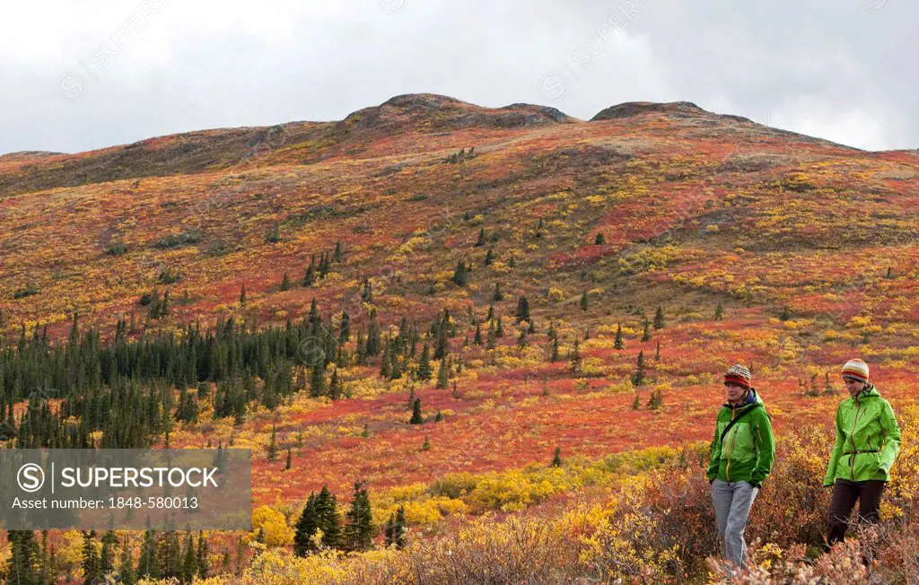 Two women hiking in sub alpine tundra, Indian summer, leaves in fall colours, autumn, near Fish Lake, Yukon Territory, Canada