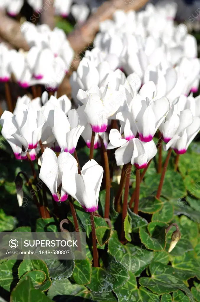 Ivy-leaved cyclamen (Cyclamen hederifolium), white, growing outdoors