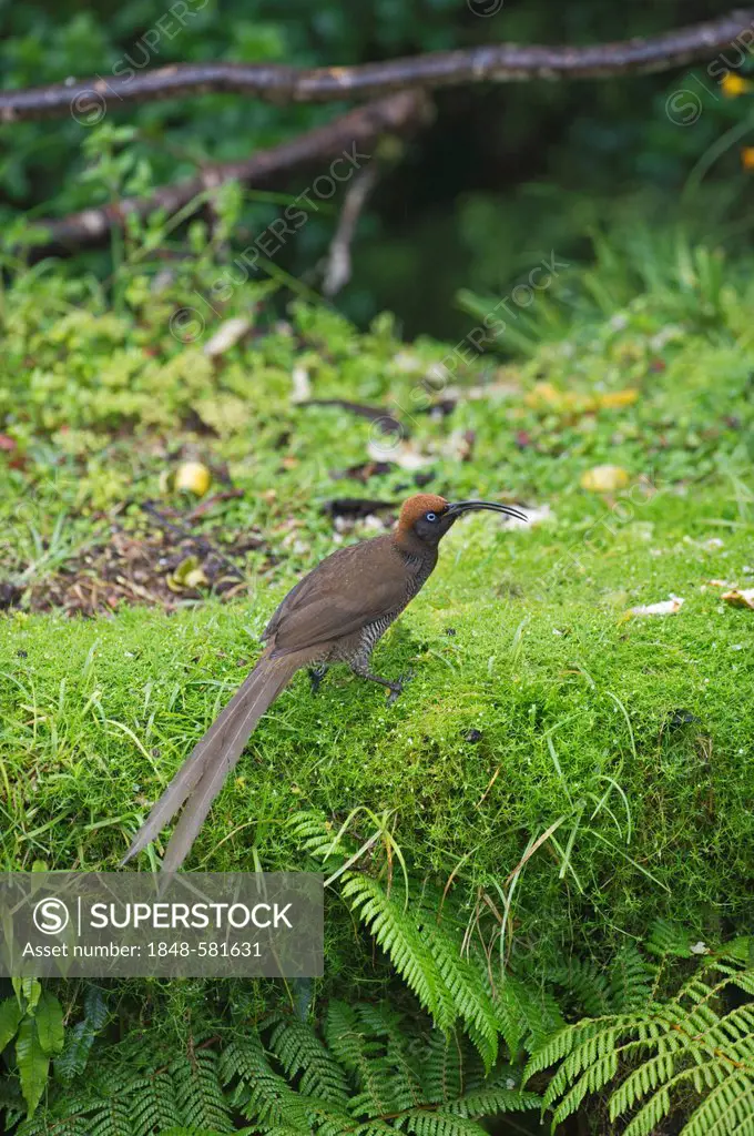 Brown Sicklebill (Epimachus meyeri), female, Kumul Lodge, Western Highlands, Papua New Guinea, Oceania