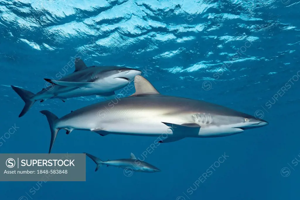 Silky sharks (Carcharhinus falciformis) swimming just below the ocean's surface, Republic of Cuba, Caribbean, Caribbean Sea, Central America