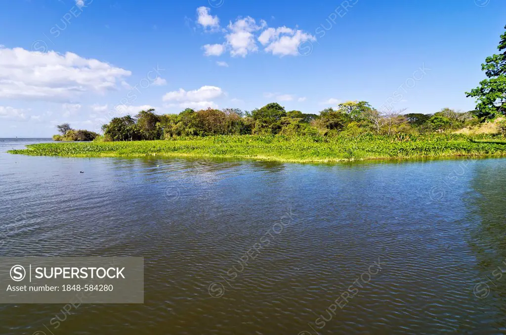 Tropical vegetation in Lake Nicaragua, Isletas, Lago de Nicaragua, Nicaragua, Central America