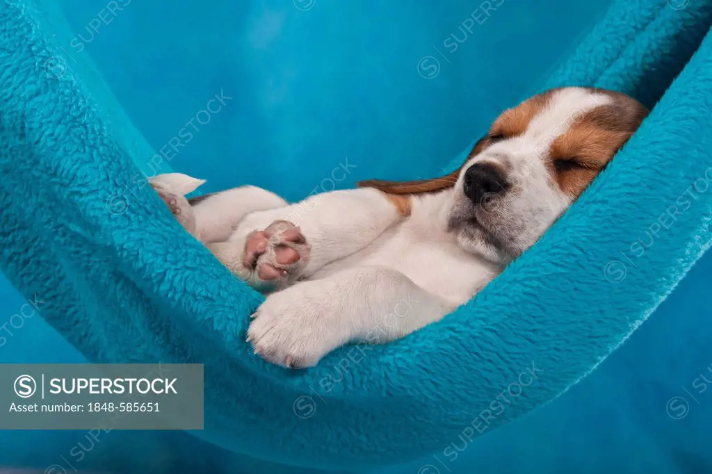 Beagle puppy sleeping in a hammock