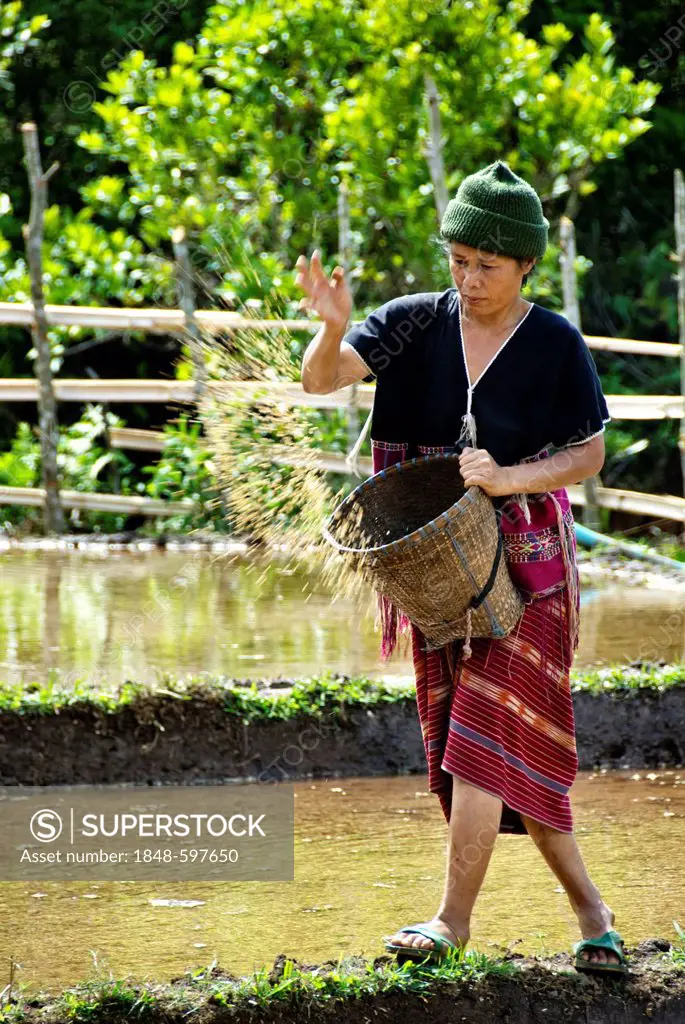 Karen hill tribe woman sowing rice seed in northern Thailand, Asia