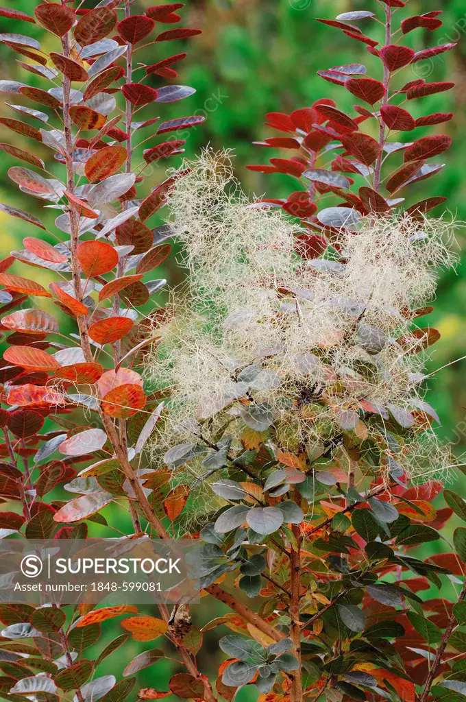 Eurasian Smoketree or Purple Smoke Bush (Cotinus coggygria), seed head, garden plant, ornamental trees and shrubs