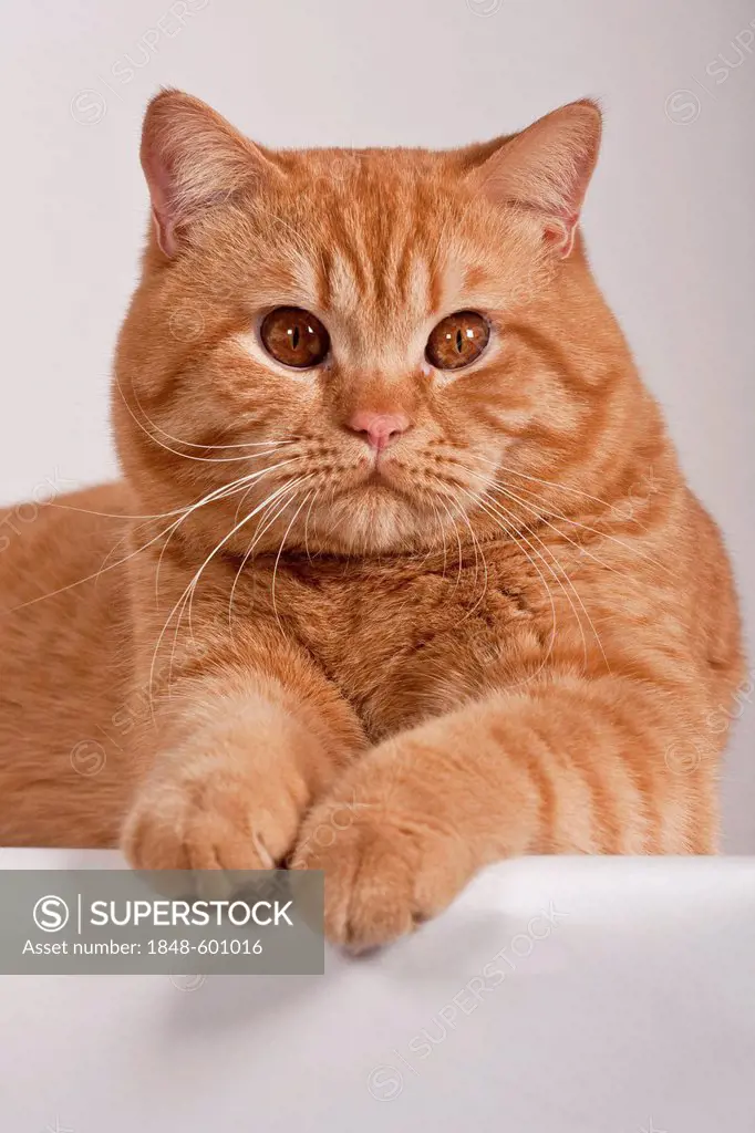 Red British Shorthair cat, studio portrait