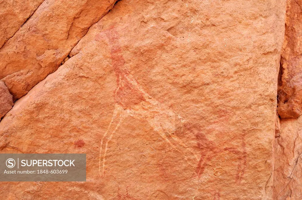 Painted Dama gazelle or red necked gazelle, neolithic rock art of the Tadrart, Tassili n'Ajjer National Park, Unesco World Heritage Site, Algeria, Sah...