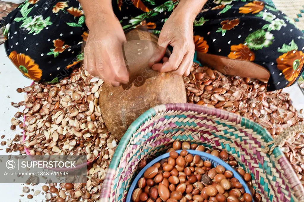 Woman pounding Argan (Argania spinosa) nuts with a stone to get the argan almonds, in the women cooperative Ajdique in Tidzi, near Essaouira, Morocco,...