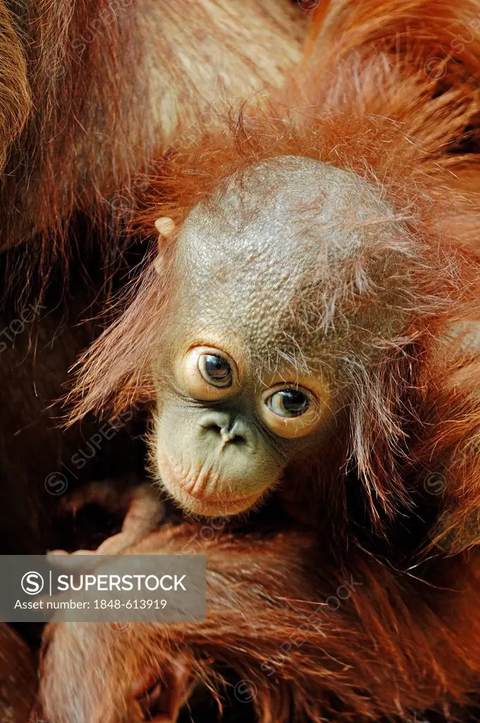 Bornean Orangutan (Pongo pygmaeus), young in the arms of its mother, species of Borneo, Asia, captive, The Netherlands, Europe