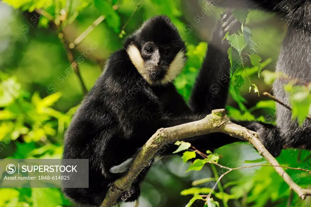 Northern white-cheeked gibbon (Nomascus leucogenys, Hylobates concolor leucogenys), male, found in Asia, captive, Belgium, Europe