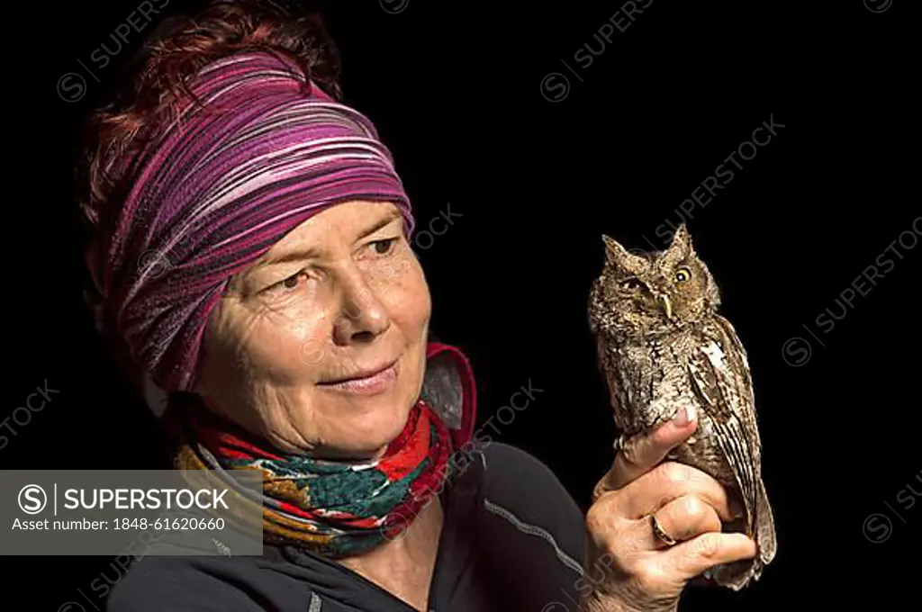 Ornithologist with Peru Screech Owl (Megascops roboratus) Jorupe Nature Reserve, Western Andes, Ecuador, South America