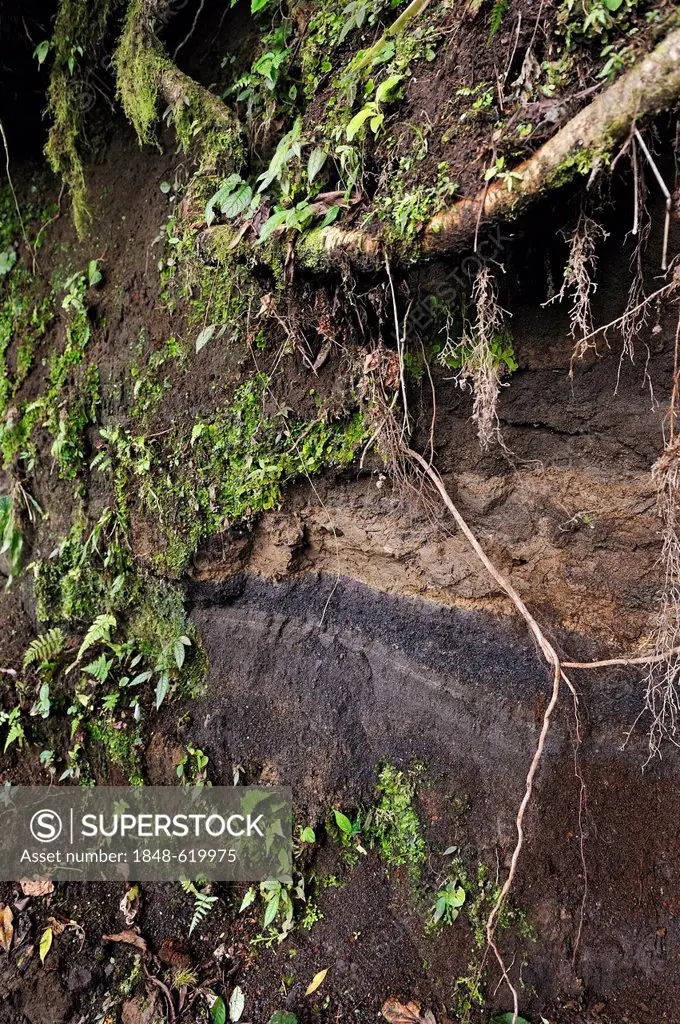 Several layers of volcanic ash near the Arenal Observatory Lodge, Alajuela Province, Costa Rica, Central America