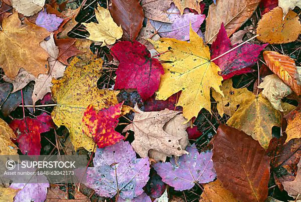 Sugar Maple and Apsen Leafs, Indian Summer, Fall Colurs, Algonquin Provincial Park, Ontario, Kanada