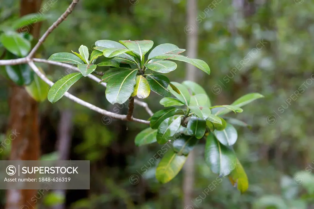 Holei (Ochrosia haleakalae), variety of Maui, Kipuka Puaulu Reserve, Hawaii Volcanoes National Park, Big Island, Hawaii, USA