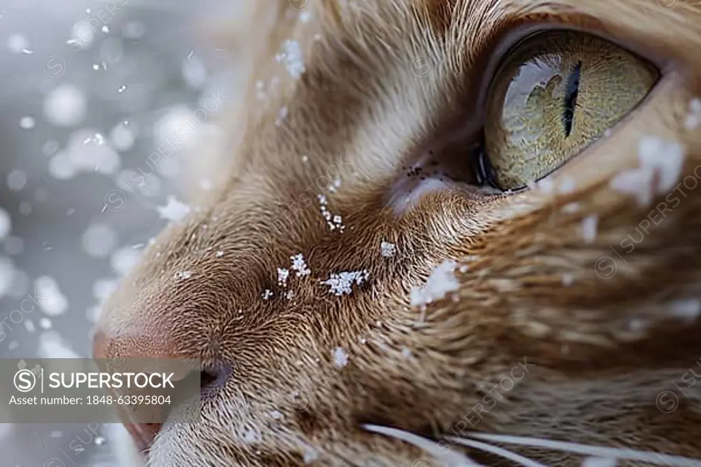 Close up of cat's face covered in snowflakes. Generative Ai, AI generated