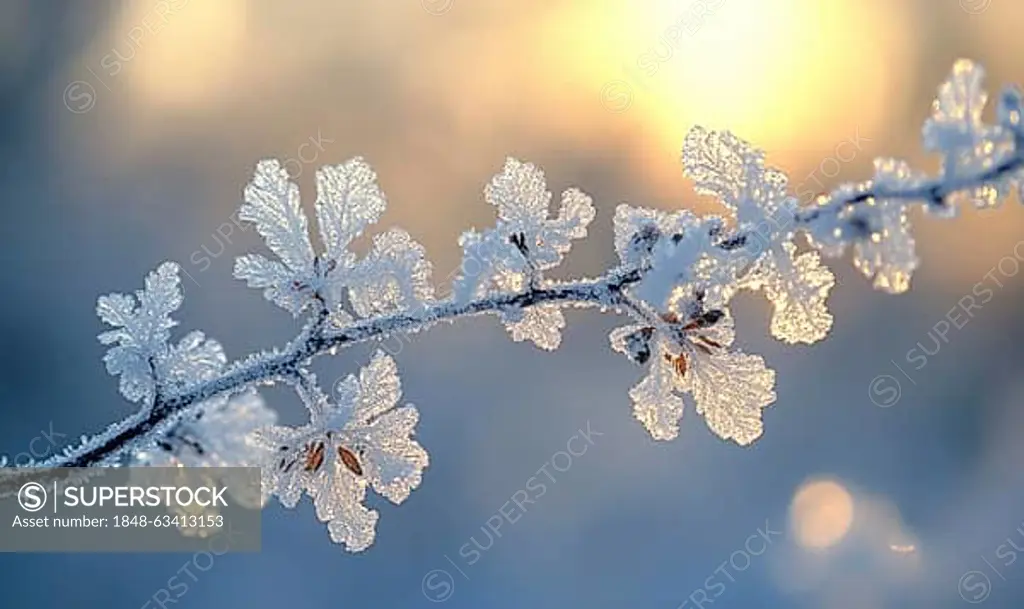 A branch covered in frosty snow AI generated