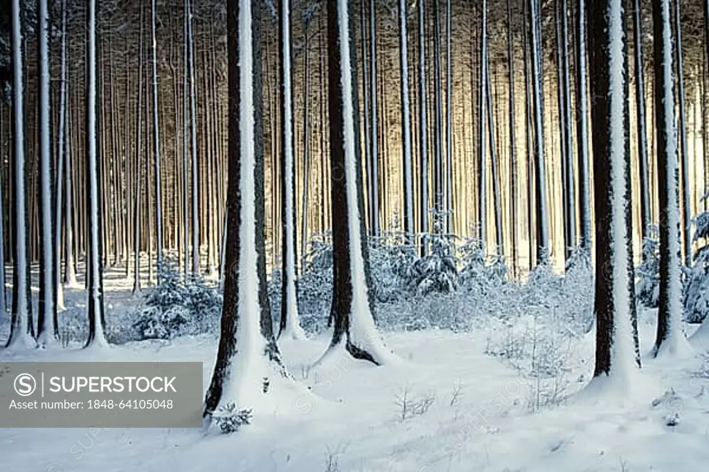 Snowy trees in the winter forest