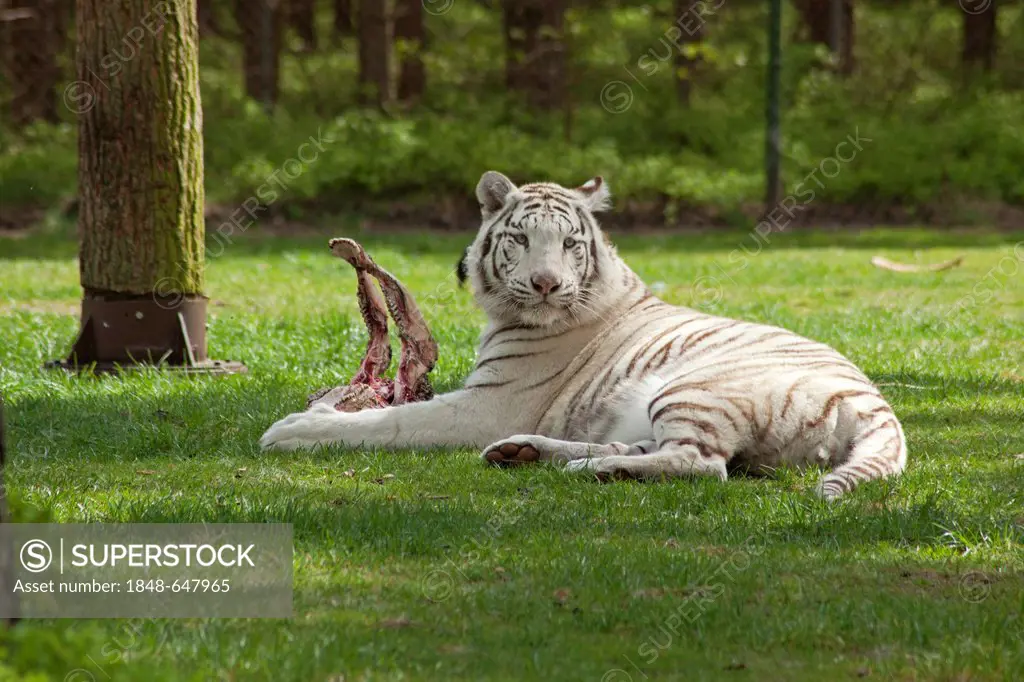 White Bengal tiger (Panthera tigris tigris) eating, Serengeti Park zoo and leisure park, Hodenhagen, Lower Saxony, Germany, Europe