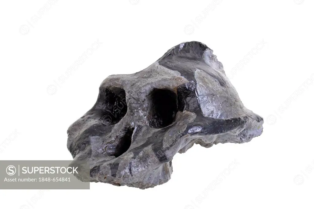 Replica skull of Australopithecus aeithiopicus, evolution of human species