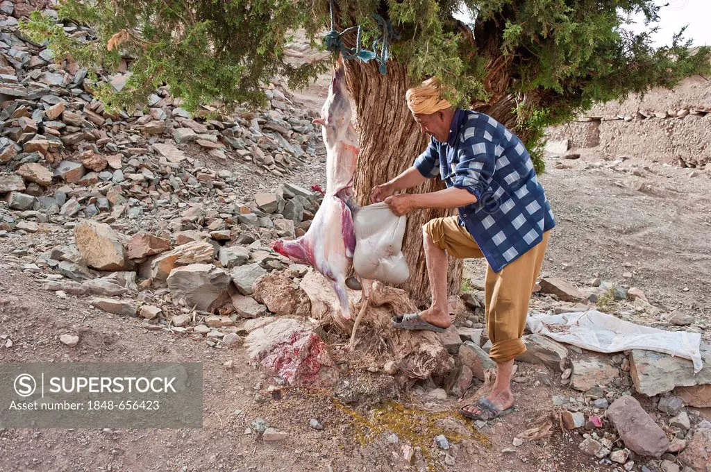 Elderly man slaughtering a goat, removing entrails from the animal hanging from a tree, Kelaa M'gouna, High Atlas Mountains, Morocco, Africa