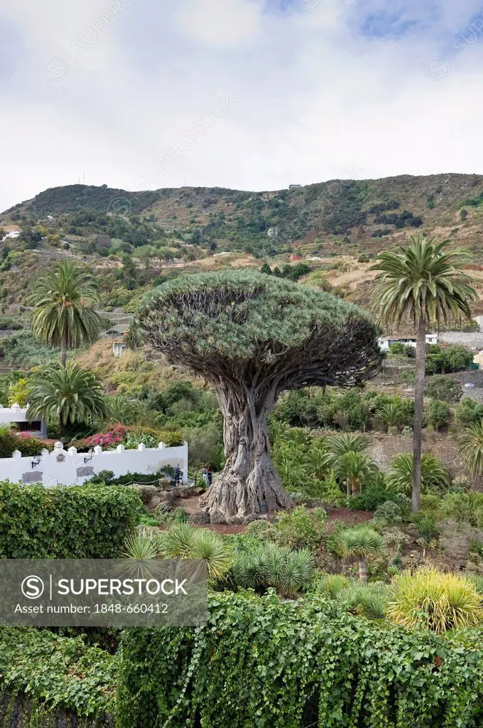 Drago Milenario, Canary Islands dragon tree (Dracaena draco), Puerto de la Cruz, Tenerife, Canary Islands, Spain, Europe