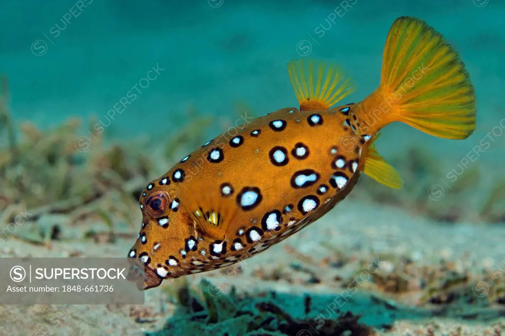 Yellow boxfish (Ostracion cubicus), above sandy bottom, Hashemite Kingdom of Jordan, JK, Red Sea, Western Asia