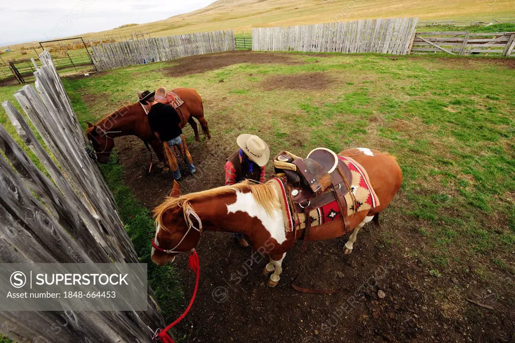 Cowboy and cowgirl saddling their horses, Saskatchewan, Canada, North America