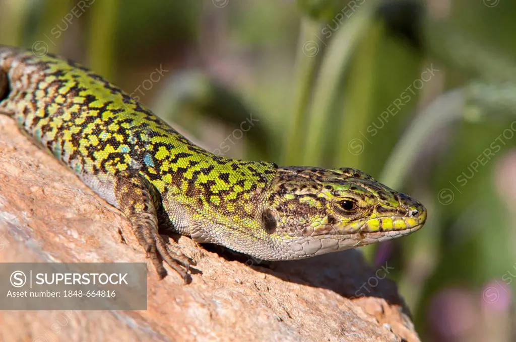 Italian wall lizard (Podarcis sicula cettii), Sardinia, Italy, Europe