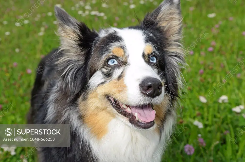 Australian Shepherd dog