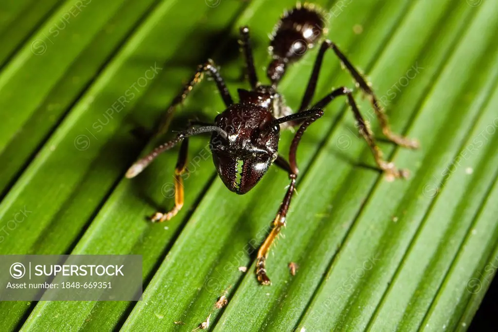 Lesser Giant Hunting Ant, Conga Ant or Bullet Ant (Paraponera clavata) in the lowland rainforest, Braulio Carrillo National Park, Costa Rica, Central ...