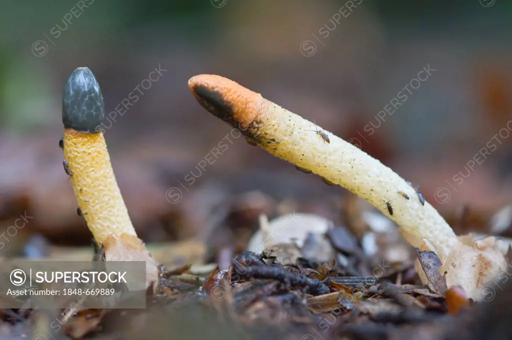 Dog Stinkhorn (Mutinus caninus) fungus, Tinner Loh, Haren, Emsland, Lower Saxony, Germany, Europe