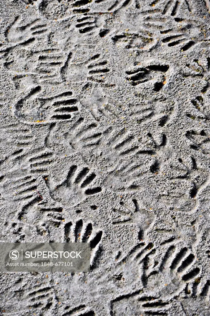 Many imprints of hands in concrete, relief of handprints of children