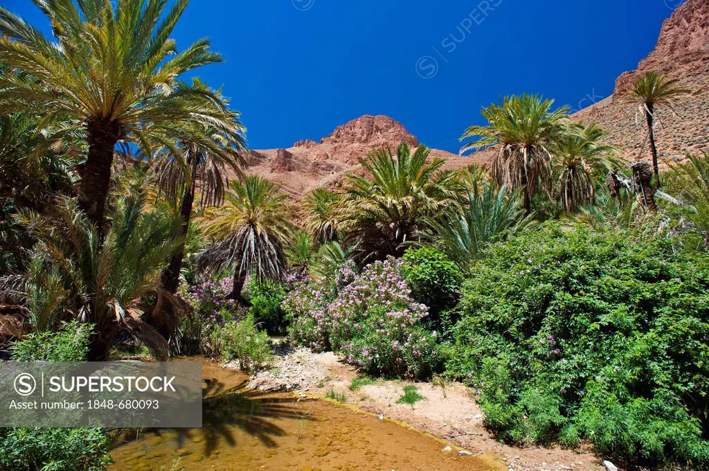 Flowering Oleander (Nerium oleander) and Date Palms (Phoenix) beside a river in the Ait Mansour Valley, Anti-Atlas Mountains, southern Morocco, Morocc...