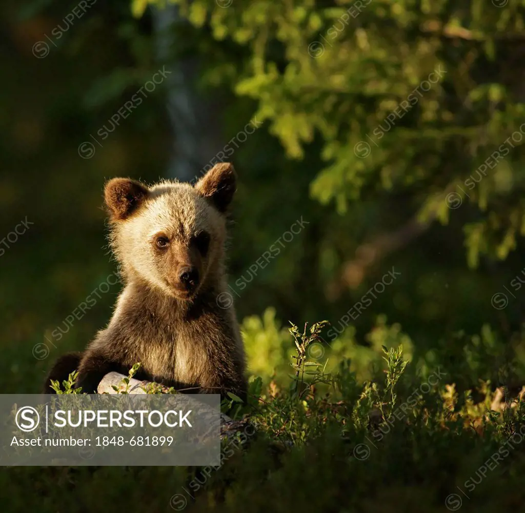 Young brown bear (Ursus arctos), Finland, Europe