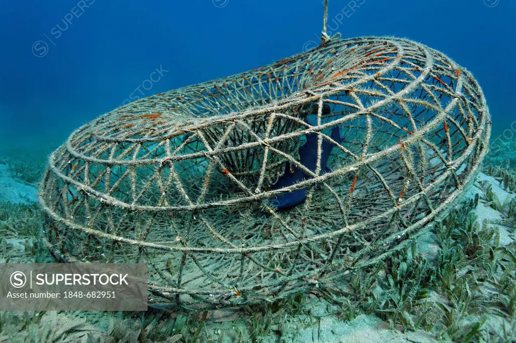 Round wire fish trap with Blue Triggerfish (Pseudobalistes fuscus