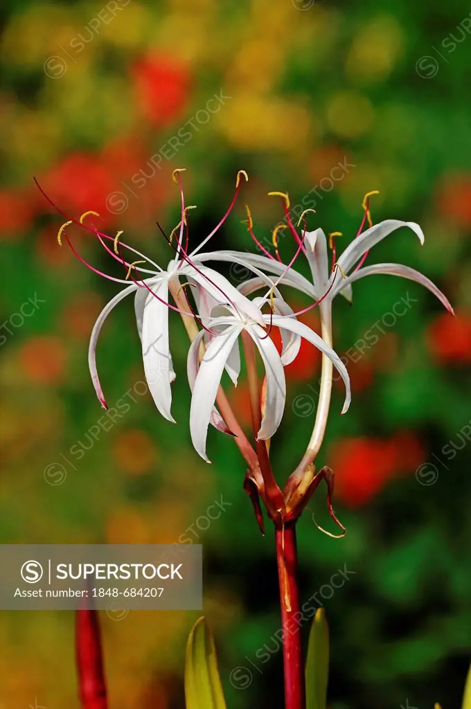 Swamp Lily (Crinum purpurascens), African species, garden plant