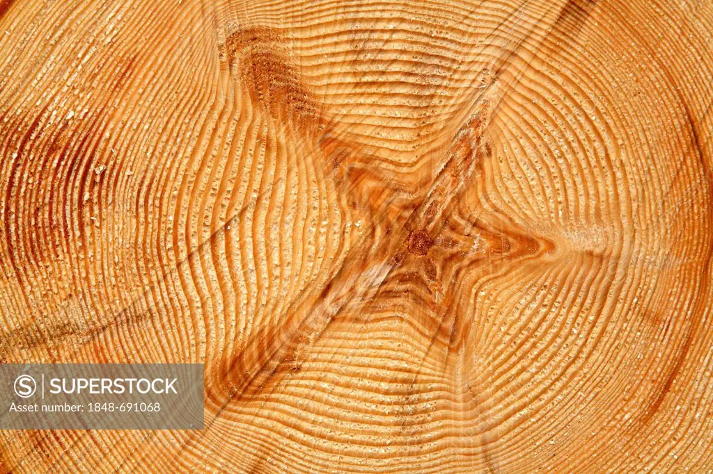 Annual rings on a tree trunk