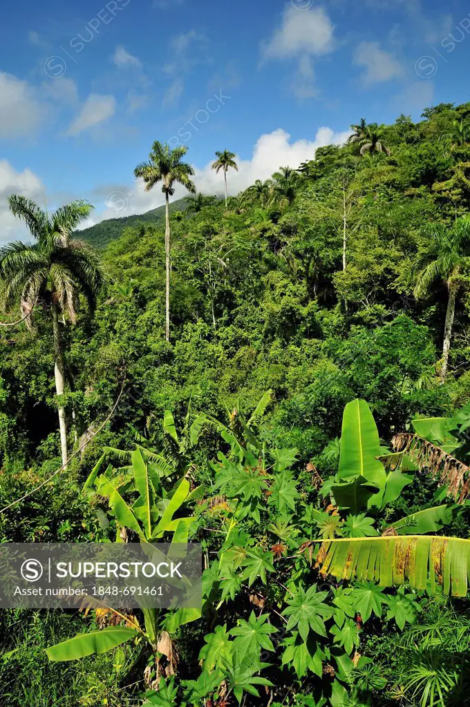 Landscape in Parque Nacional Turquino in the Sierra Maestra near Batholomé Masó, Cuba, Caribbean