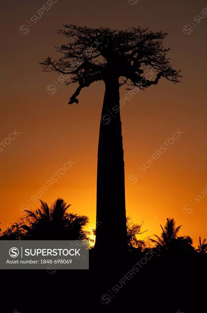 African Baobab tree (baobab), at sunset, Madagascar, Africa