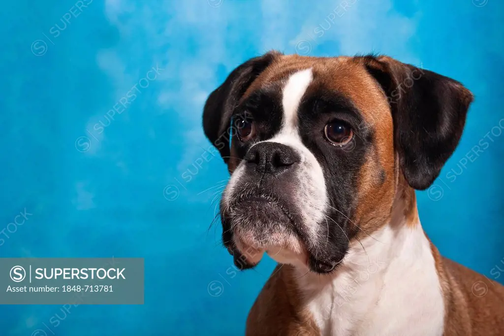 Boxer, portrait