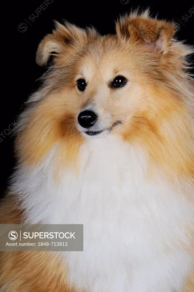 Shetland Sheepdog or Sheltie, sable coloured, portrait