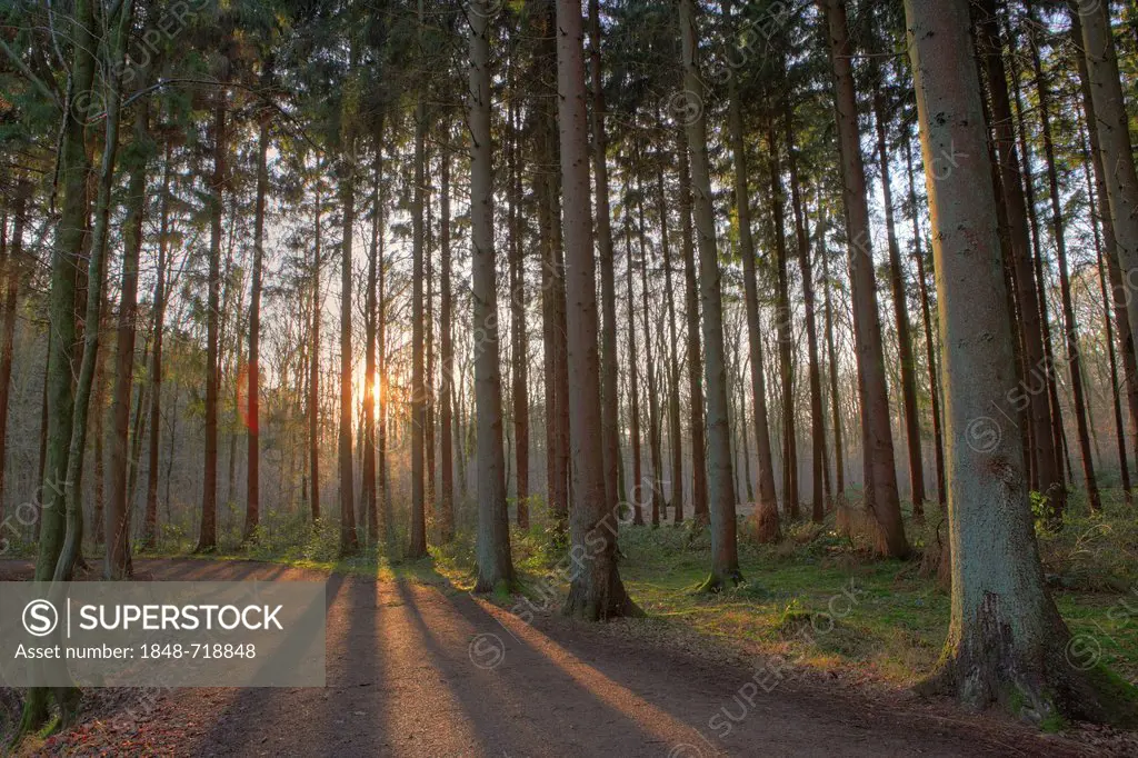 Forest against the light at sunset, Koenigsforst, Cologne, North Rhine-Westphalia, Germany, Europe