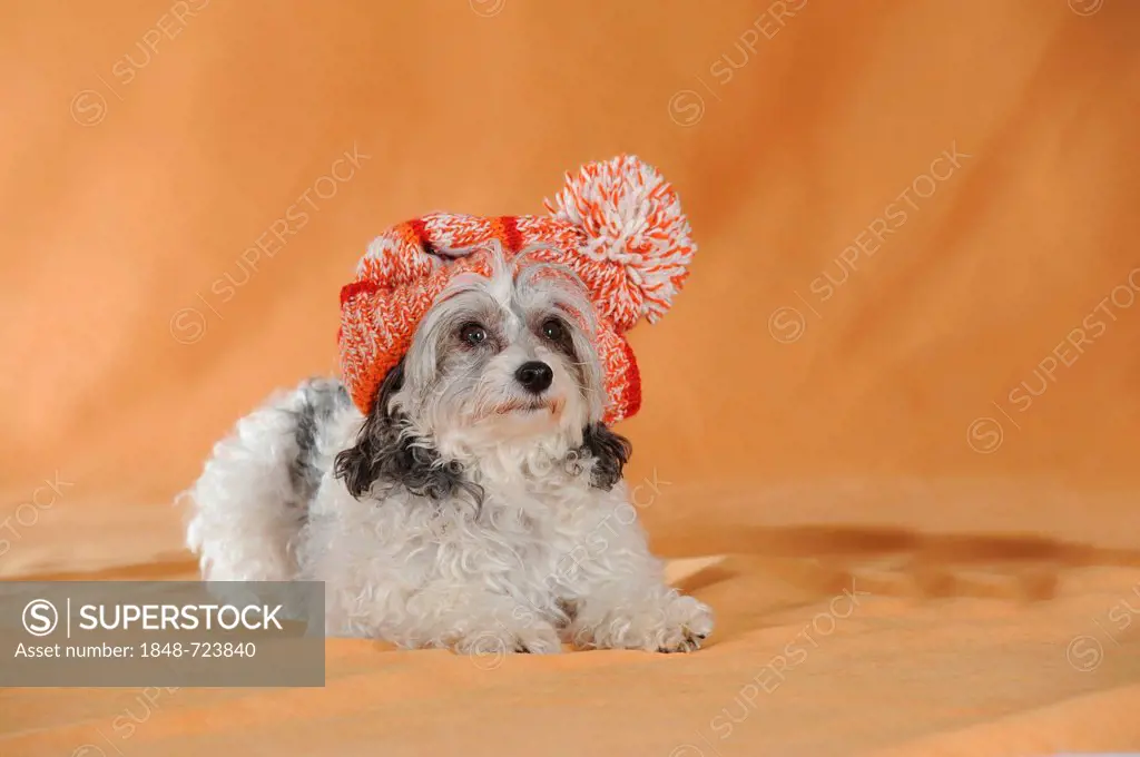 Chinese Crested Hairless Dog, Powderpuff, lying, wearing a red and white cap