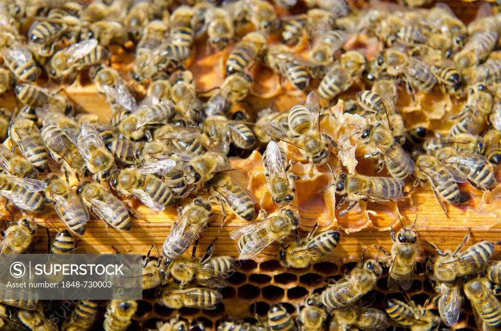 Carnica bees (Apis mellifera carnica) on the wooden frames of their honeycombs, Nuertingen, Bavaria, Germany, Europe