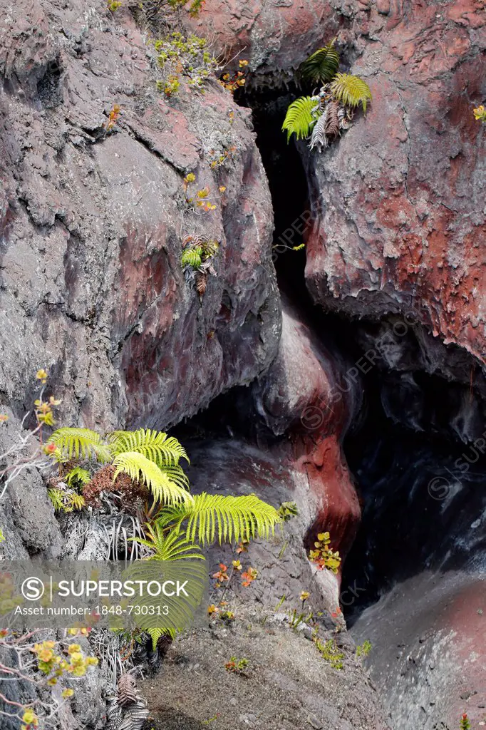 Ama'u fern (Sadleria cyatheoides), endemic to Hawaii, growing in eruption fissure, Mauna Ulu, Hawaii Volcanoes National Park, Big Island, Hawaii, USA