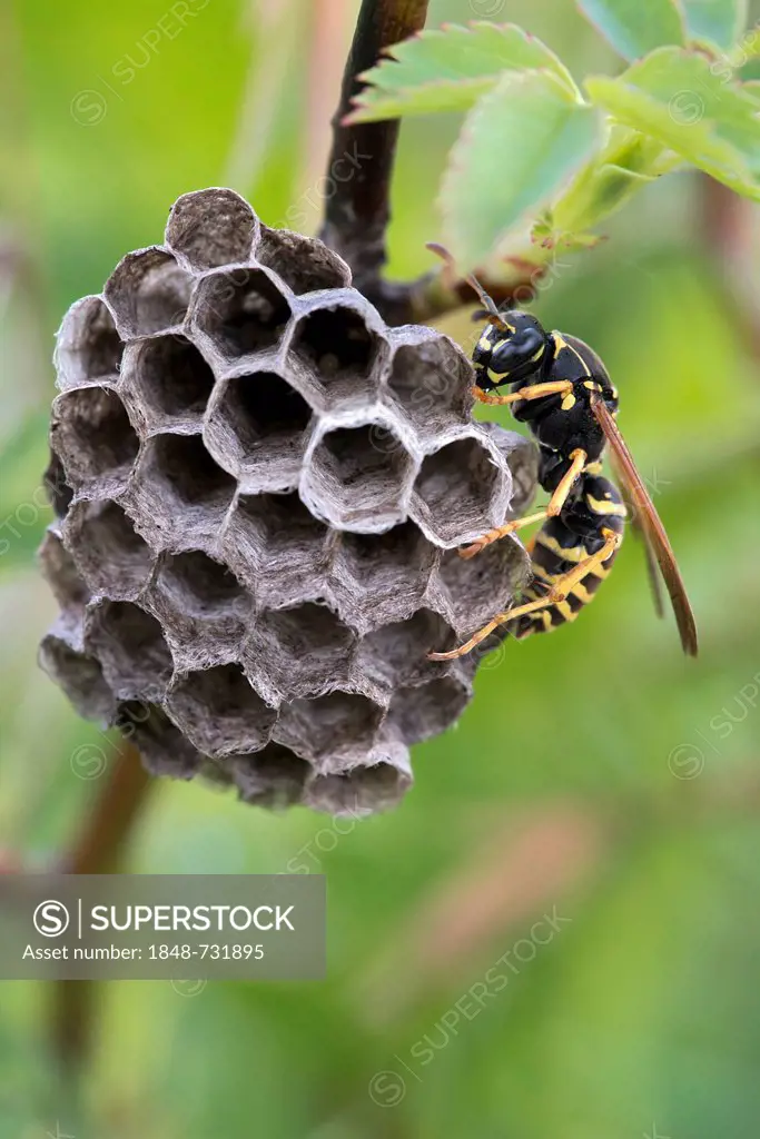 Polistine wasp (Polistes nimpha), Bad Ditzenbach, Swabian Alp, Baden-Wuerttemberg, Germany, Europe