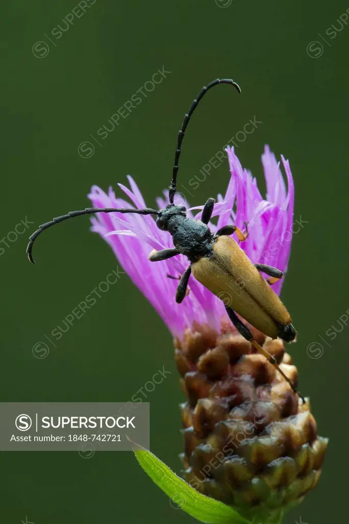 Long-horned beetle (Leptura rubra), male, Hopfgarten, Tyrol, Austria, Europe