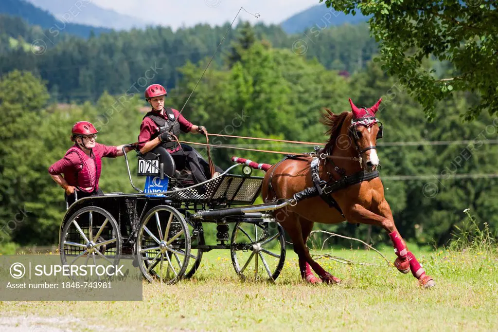 Arabian horse, fox, one horse carriage, marathon carriage at a gallop on the meadow, North Tyrol, Austria, Europe