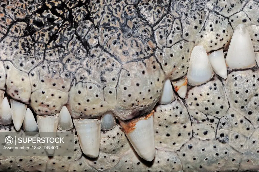 Nile Crocodile (Crocodylus niloticus), teeth, native to Africa, in captivity, Germany, Europe